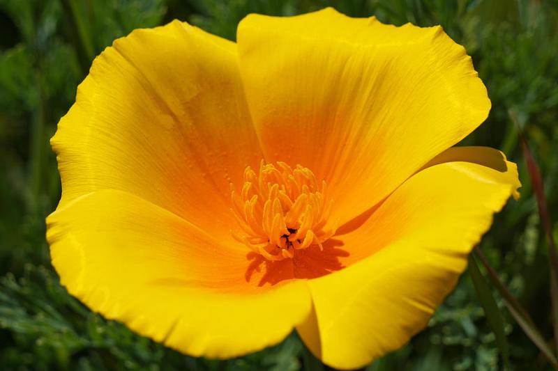 beautiful yellow flowers in the world 